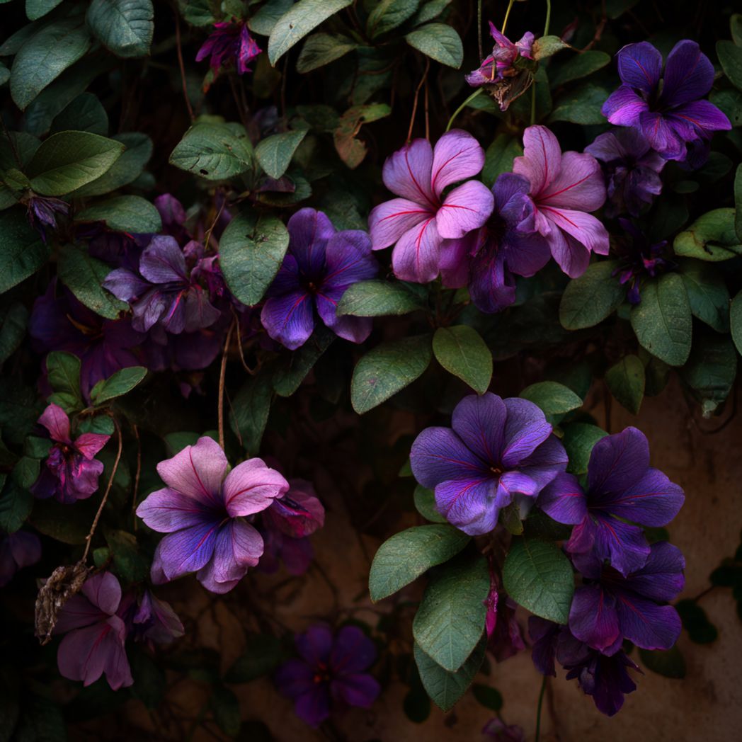 Petunia Seeds – Purple & Pink, 4 Count