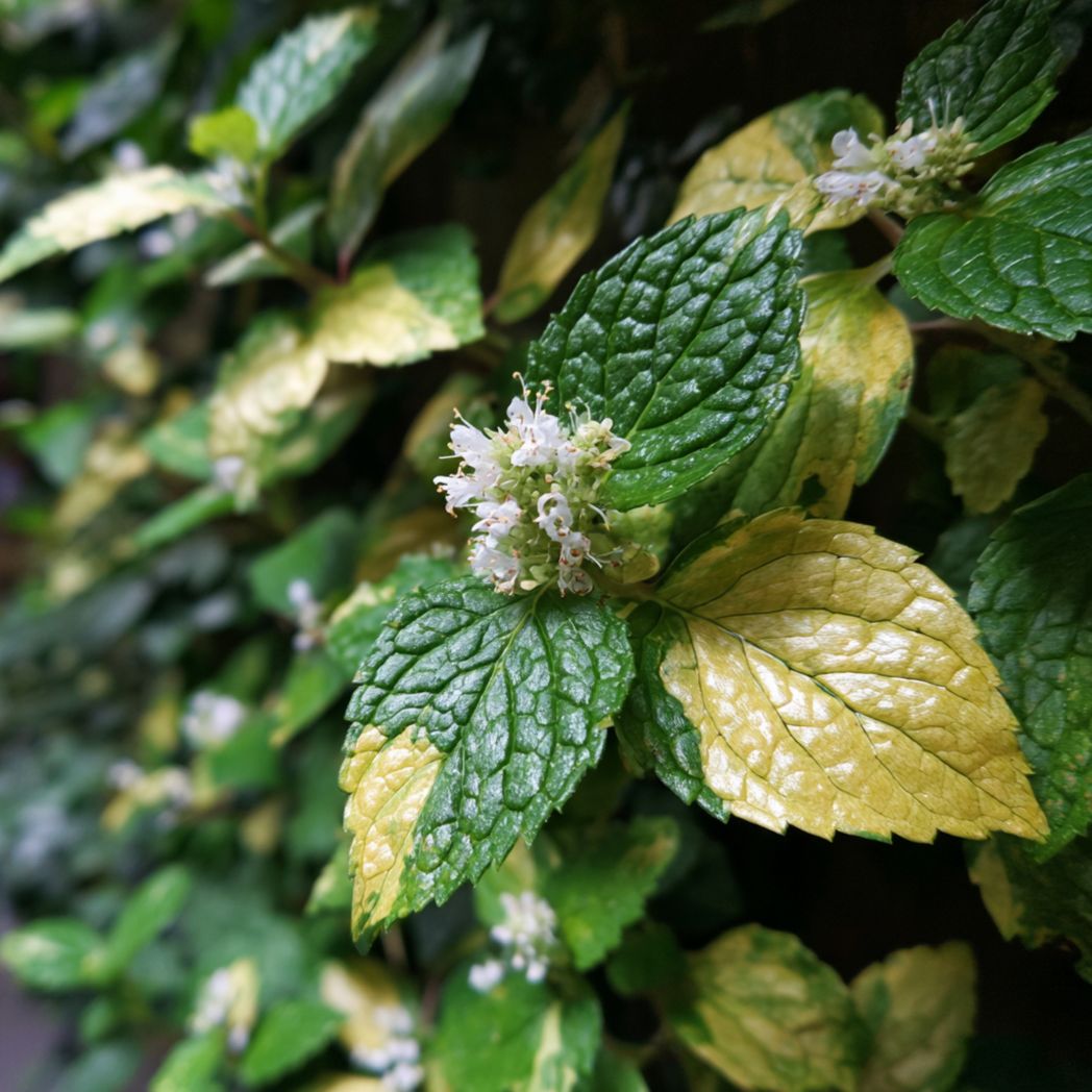 Mint Seeds – Green & Yellow Variegated, 10 Count