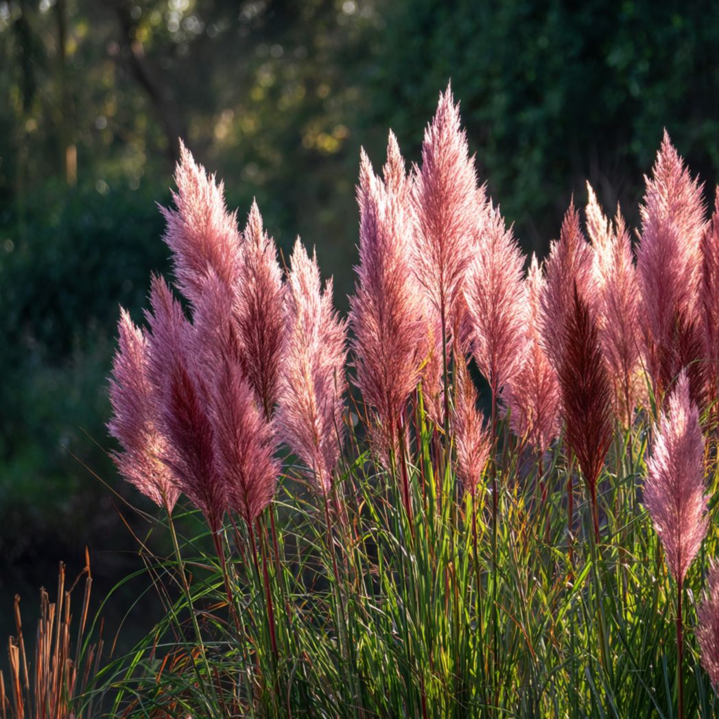 Pampas Grass Seeds – Pink, 100 Count