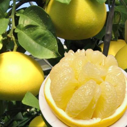 毎年大人気 土佐文旦 訳あり 4L～3Lサイズ 特大 超大玉がズッシリ 高知産 送料無料デカい旨い特大・土佐文旦10kg見た目訳あり中身は極高知の特大 土佐文旦のプリップリ果肉を堪能 家庭用 高知県 10キロ産直龍馬くん ※北海道・沖縄別途送料・離島配送不可