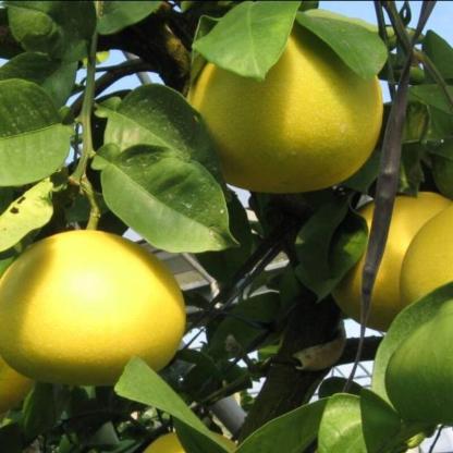 毎年大人気 土佐文旦 訳あり 4L～3Lサイズ 特大 超大玉がズッシリ 高知産 送料無料デカい旨い特大・土佐文旦10kg見た目訳あり中身は極高知の特大 土佐文旦のプリップリ果肉を堪能 家庭用 高知県 10キロ産直龍馬くん ※北海道・沖縄別途送料・離島配送不可