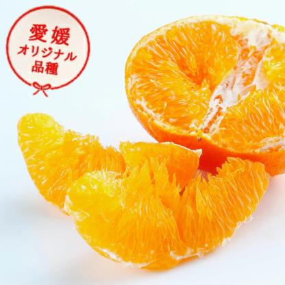 大豊作祭 期間限定 特価＼楽天スーパーセール 4日 20:00 スタート／★愛媛が誇る 高級みかん 希少品種★創業85年 愛媛 みかん の老舗【産地直送】愛媛産 甘平 かんぺい 訳あり 5kg 「訳あり甘平5」 甘平みかん 西宇和みかん