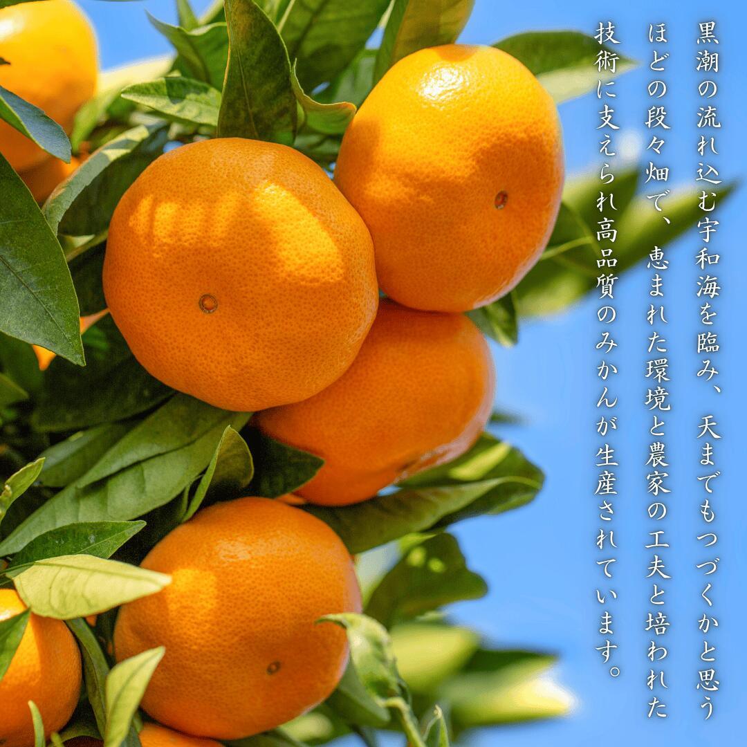 大豊作祭 期間限定 特価＼楽天スーパーセール 4日 20:00 スタート／★愛媛が誇る 高級みかん 希少品種★創業85年 愛媛 みかん の老舗【産地直送】愛媛産 甘平 かんぺい 訳あり 5kg 「訳あり甘平5」 甘平みかん 西宇和みかん