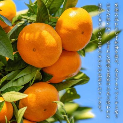 大豊作祭 期間限定 特価＼楽天スーパーセール 4日 20:00 スタート／★愛媛が誇る 高級みかん 希少品種★創業85年 愛媛 みかん の老舗【産地直送】愛媛産 甘平 かんぺい 訳あり 5kg 「訳あり甘平5」 甘平みかん 西宇和みかん