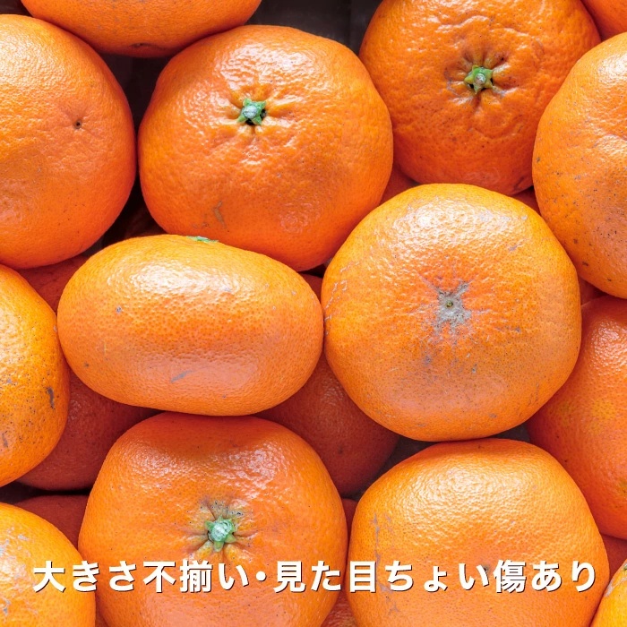 大豊作祭 期間限定 特価＼楽天スーパーセール 4日 20:00 スタート／★愛媛が誇る 高級みかん 希少品種★創業85年 愛媛 みかん の老舗【産地直送】愛媛産 甘平 かんぺい 訳あり 5kg 「訳あり甘平5」 甘平みかん 西宇和みかん