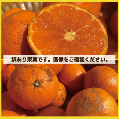 愛媛産 特に訳ありみかん1０kg(+約0.5kg多め)不揃い 傷 汚れ有 極早生 早生 青切り フルーツ 美味しいみかん 果物 くだもの 温州みかん 柑橘類 かんきつ 食品ロス コロナ おうち時間応援 産地直送 みかん