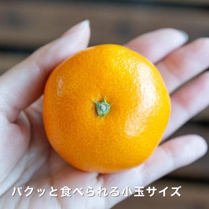 [Copy]大豊作祭 期間限定 特価＼楽天スーパーセール 4日 20:00 スタート／★愛媛が誇る 高級みかん 希少品種★創業85年 愛媛 みかん の老舗【産地直送】愛媛産 甘平 かんぺい 訳あり 3kg 「訳あり甘平3」 甘平みかん 西宇和みかん