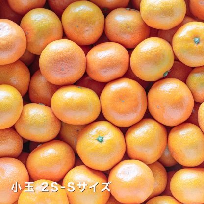 [Copy]大豊作祭 期間限定 特価＼楽天スーパーセール 4日 20:00 スタート／★愛媛が誇る 高級みかん 希少品種★創業85年 愛媛 みかん の老舗【産地直送】愛媛産 甘平 かんぺい 訳あり 3kg 「訳あり甘平3」 甘平みかん 西宇和みかん