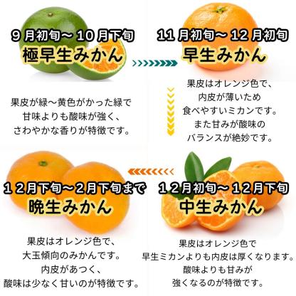 \\今季まもなく終了//【熊本県産　温州みかん　秀品　選べる内容量】　熊本県産　秀品　温州みかん　極早生みかん、早生みかん、中生みかん、晩生みかん　河内みかん　三角みかん　配達日時指定可　みかん　熊本みかん　青島みかん　尾崎