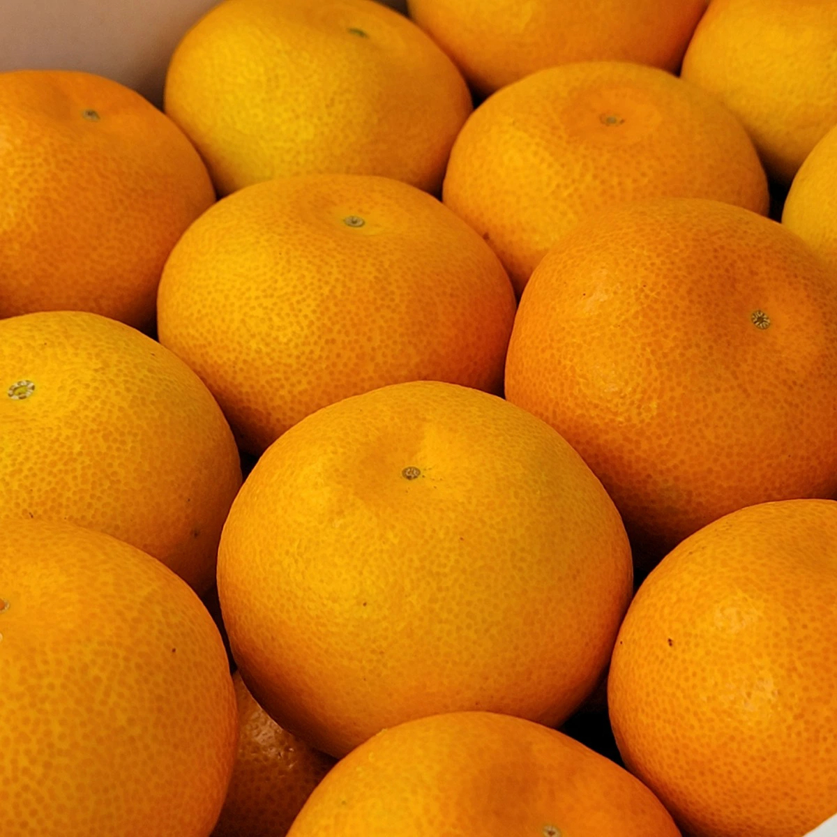 \\今季まもなく終了//【熊本県産　温州みかん　秀品　選べる内容量】　熊本県産　秀品　温州みかん　極早生みかん、早生みかん、中生みかん、晩生みかん　河内みかん　三角みかん　配達日時指定可　みかん　熊本みかん　青島みかん　尾崎