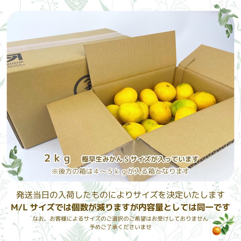 \\今季まもなく終了//【熊本県産　温州みかん　秀品　選べる内容量】　熊本県産　秀品　温州みかん　極早生みかん、早生みかん、中生みかん、晩生みかん　河内みかん　三角みかん　配達日時指定可　みかん　熊本みかん　青島みかん　尾崎