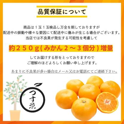 \\今季まもなく終了//【熊本県産　温州みかん　秀品　選べる内容量】　熊本県産　秀品　温州みかん　極早生みかん、早生みかん、中生みかん、晩生みかん　河内みかん　三角みかん　配達日時指定可　みかん　熊本みかん　青島みかん　尾崎