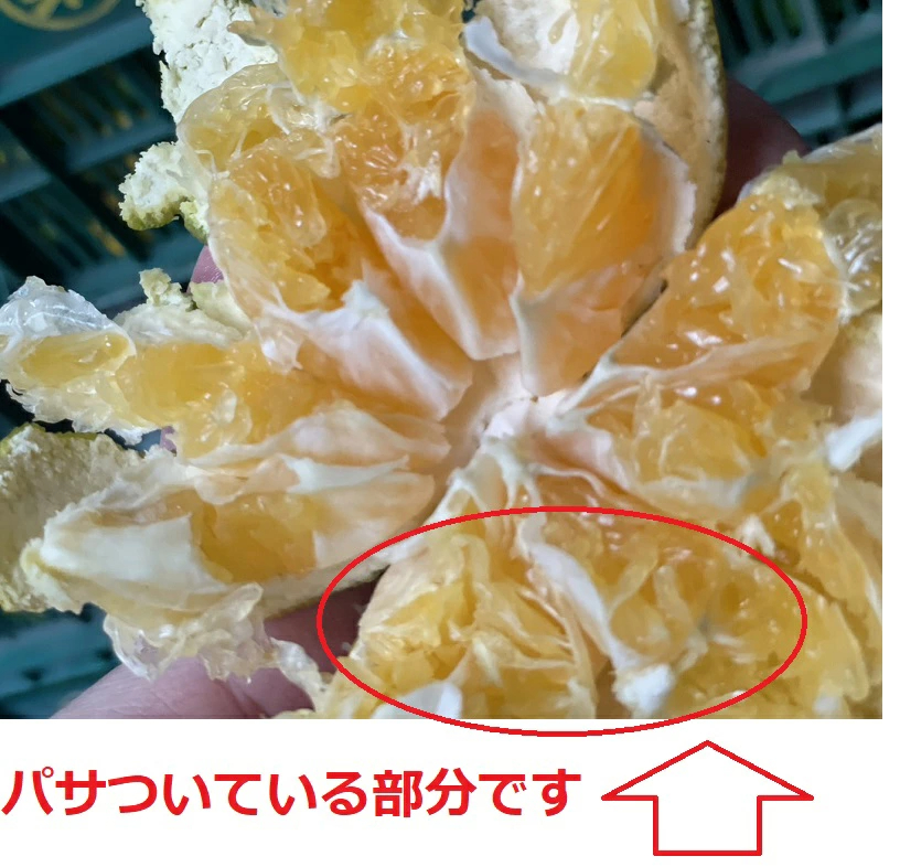 愛媛産 特に訳ありみかん1０kg(+約0.5kg多め)不揃い 傷 汚れ有 極早生 早生 青切り フルーツ 美味しいみかん 果物 くだもの 温州みかん 柑橘類 かんきつ 食品ロス コロナ おうち時間応援 産地直送 みかん