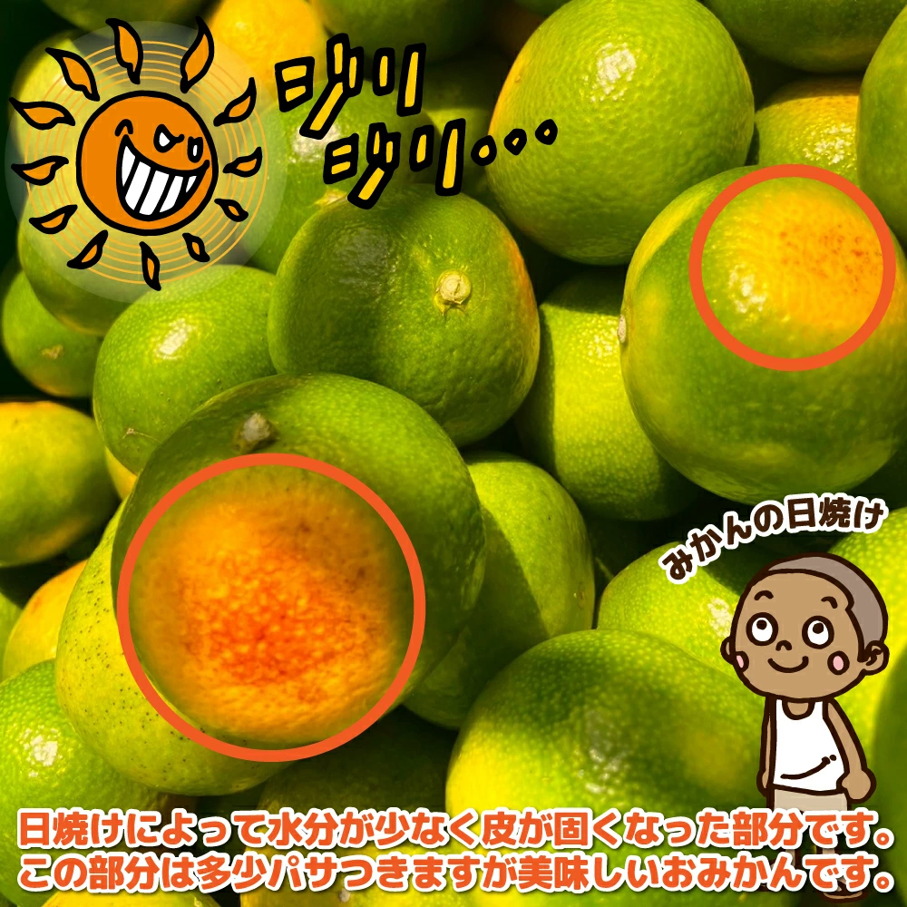 愛媛産 特に訳ありみかん1０kg(+約0.5kg多め)不揃い 傷 汚れ有 極早生 早生 青切り フルーツ 美味しいみかん 果物 くだもの 温州みかん 柑橘類 かんきつ 食品ロス コロナ おうち時間応援 産地直送 みかん