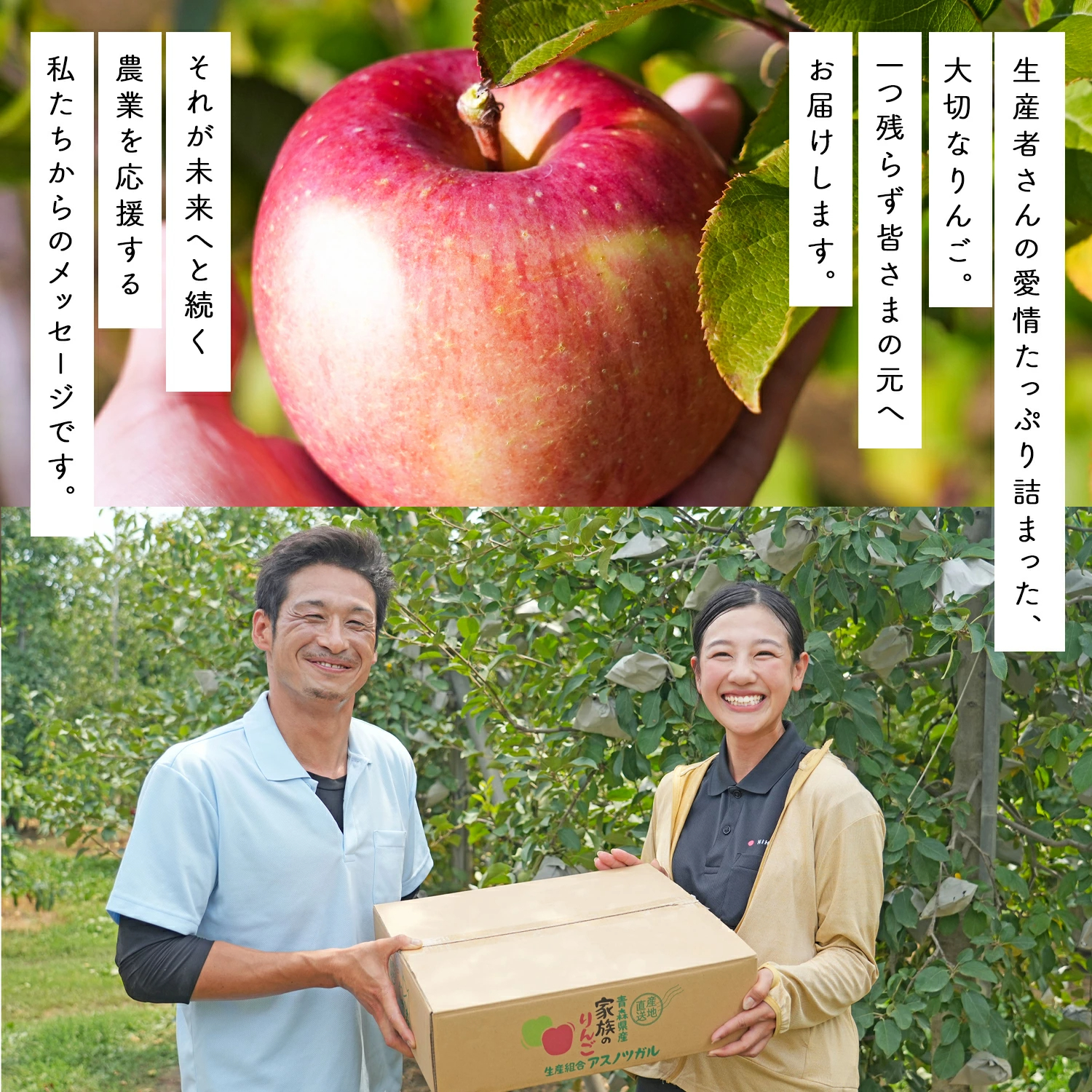 青森県産 加工用 りんご10,20kg 送料無料 激安 品種おまかせ 産地直送 訳ありりんご