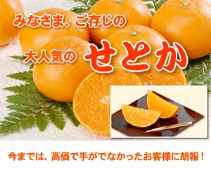 ★本日10％OFFクーポン★　極める　せとか　たっぷり3kg⇒10%OFFクーポンで3,384円★TVで話題！極める　せとか　みかん★クーポンで最安値に挑戦！極める！大人気のトロトロせとか・2箱以上注文で送料無料サービス付・福袋