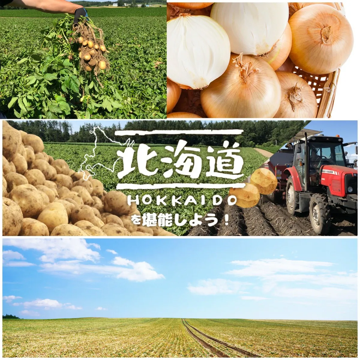 北海道 網走産 玉葱 10kg 20kg たまねぎ タマネギ カレー シチュー バーベキューやギフトに！ 国産 北海道産 網走 玉葱 玉ねぎ 産地直送 大容量 10キロ 20キロ お得用 まとめ買い 業務用 贈り物 甘い シャキシャキ 美味しい 北海道