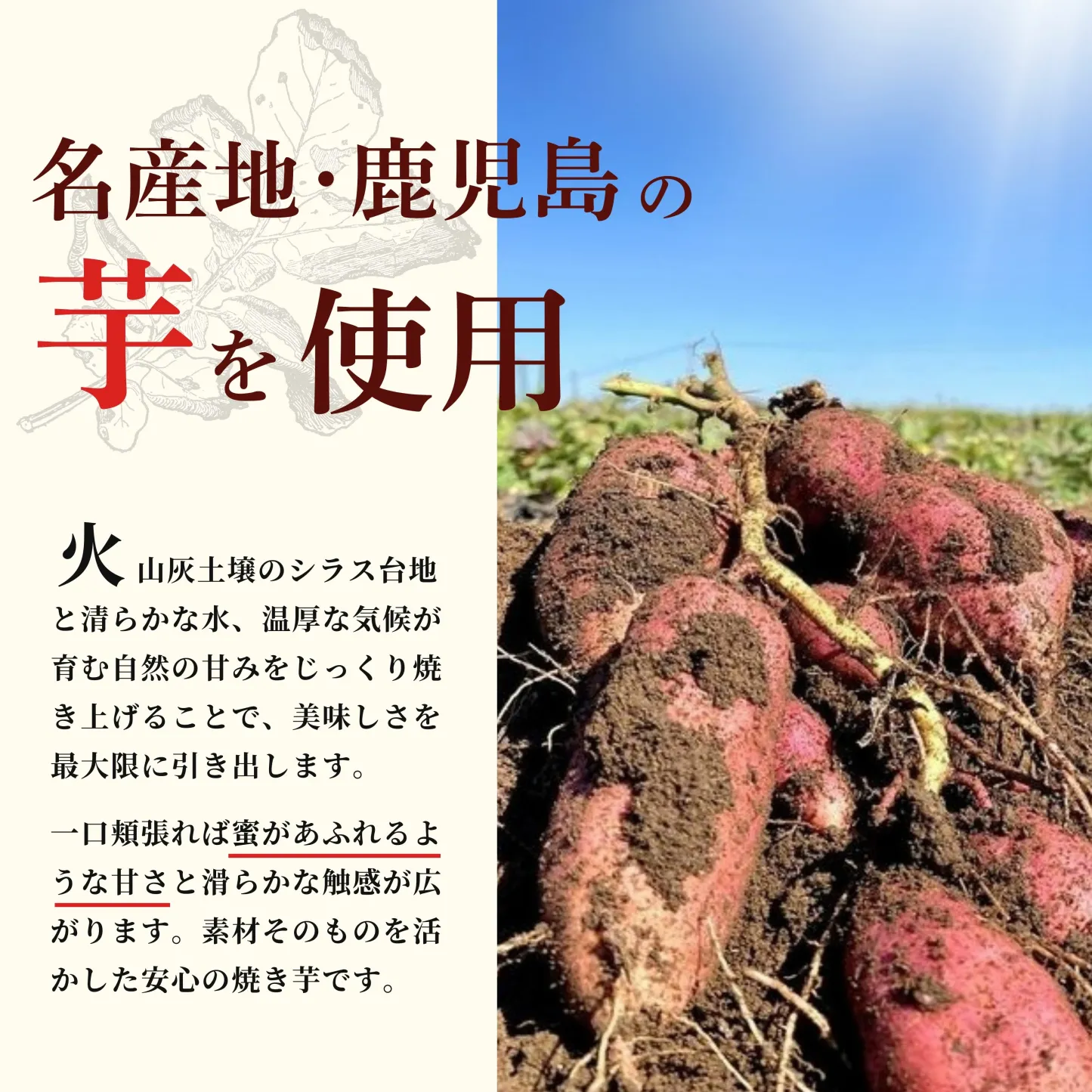 ＼ランキング3冠達成！／鹿児島県産 焼き芋 熟成 紅はるか 選べる【500g/1kg/2kg】小さめのお芋がたっぷり 無添加 蜜芋 さつまいも さつまいも 干し芋 好きに 美味しい 