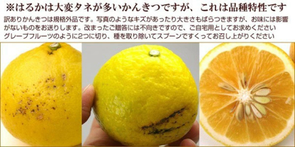 愛媛産 はるか 10kg 訳あり 不揃い 愛媛県産 春香 家庭用 フルーツ 果物 くだもの 果実 青果 食品 みかん 箱買い 蜜柑 柑橘類 かんきつ おやつ デザート 冬の味覚 産地直送