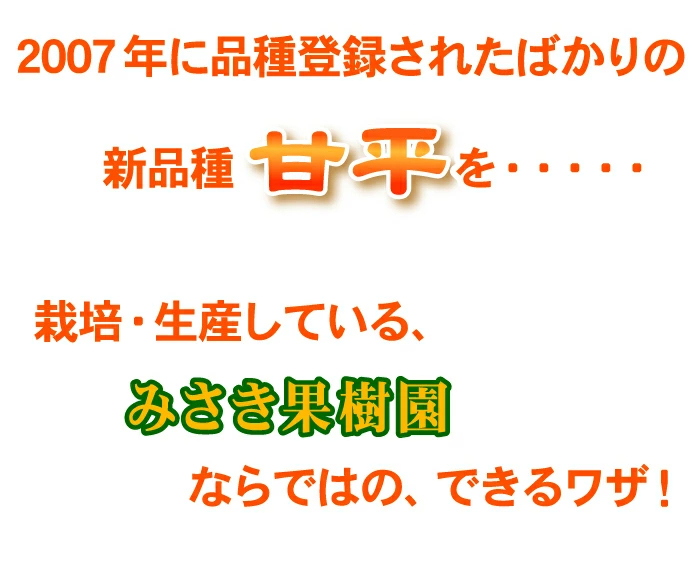 ★20%OFFクーポンで4,384円さらにポイント10倍★　かんぺい 5kg TVで話題！赤字覚悟の大箱5ｋｇ！希少品種・甘平（かんぺい）一度は食べてみたい今話題のレアなみかん！（訳あり・ご家庭用）
