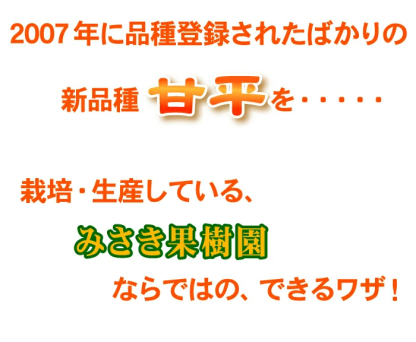 ★20%OFFクーポンで4,384円さらにポイント10倍★　かんぺい 5kg TVで話題！赤字覚悟の大箱5ｋｇ！希少品種・甘平（かんぺい）一度は食べてみたい今話題のレアなみかん！（訳あり・ご家庭用）