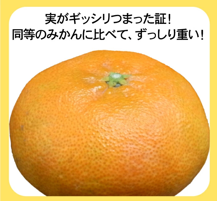★20%OFFクーポンで4,384円さらにポイント10倍★　かんぺい 5kg TVで話題！赤字覚悟の大箱5ｋｇ！希少品種・甘平（かんぺい）一度は食べてみたい今話題のレアなみかん！（訳あり・ご家庭用）