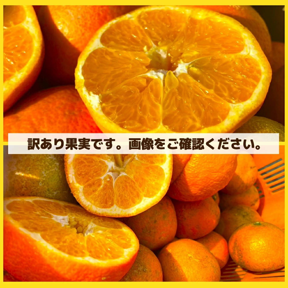 愛媛産 特に訳ありいよかん【送料無料(一部地域除く)】1０kg(+約0.5kg多め)不揃い 傷 汚れ有 伊予柑 イヨカン フルーツ 美味しいみかん 果物 くだもの 温州みかん 柑橘類 かんきつ 食品ロス コロナ いよ柑 産地直送 みかん