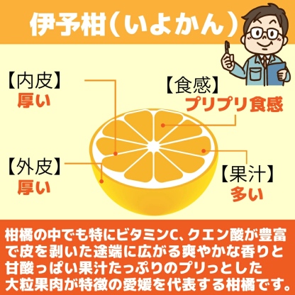 愛媛産 特に訳ありいよかん【送料無料(一部地域除く)】1０kg(+約0.5kg多め)不揃い 傷 汚れ有 伊予柑 イヨカン フルーツ 美味しいみかん 果物 くだもの 温州みかん 柑橘類 かんきつ 食品ロス コロナ いよ柑 産地直送 みかん