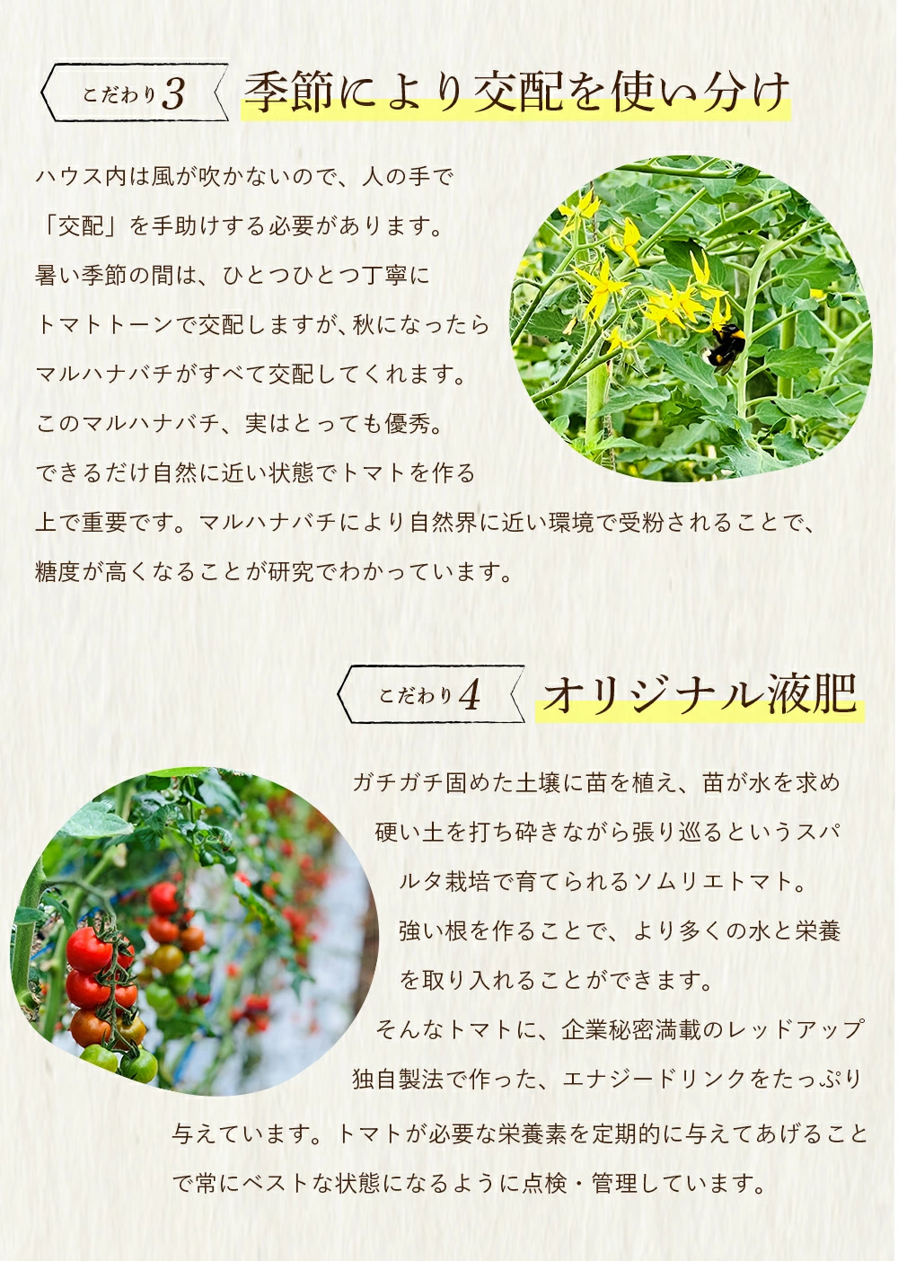 ＼ 半額 数量限定 ／ とまと ミニトマト 【特別栽培農産物】ソムリエミニ トマト ダイヤ 800g トマトジュース プチトマト プレゼント ギフト ダイエット スープ ふるさと 内祝い フルーツ 野菜 甘い 人気 キッチン 秋 冬 冷凍 熊本 ポスト投函