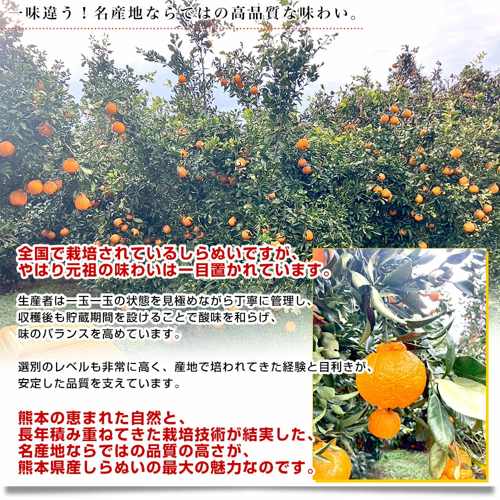 【決算特別価格！】熊本県から産地直送 熊本県産 大玉 しらぬい(不知火) 優品以上 4Lから2Lサイズ たっぷり約5キロ1箱(14玉から20玉前後) 送料無料 しらぬひ 柑橘