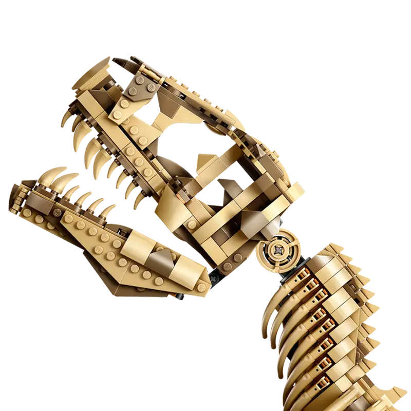 Large T-Rex Dinosaur Skeleton Fossil-chaoxingtoys