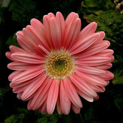 Pyrethrum-Double Gerbera Flower Seeds. Get 50% off