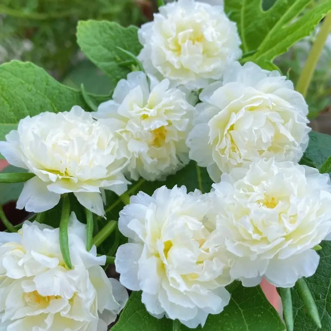 🌼 1000 бр. семена от многоцветен двоен слънчоглед