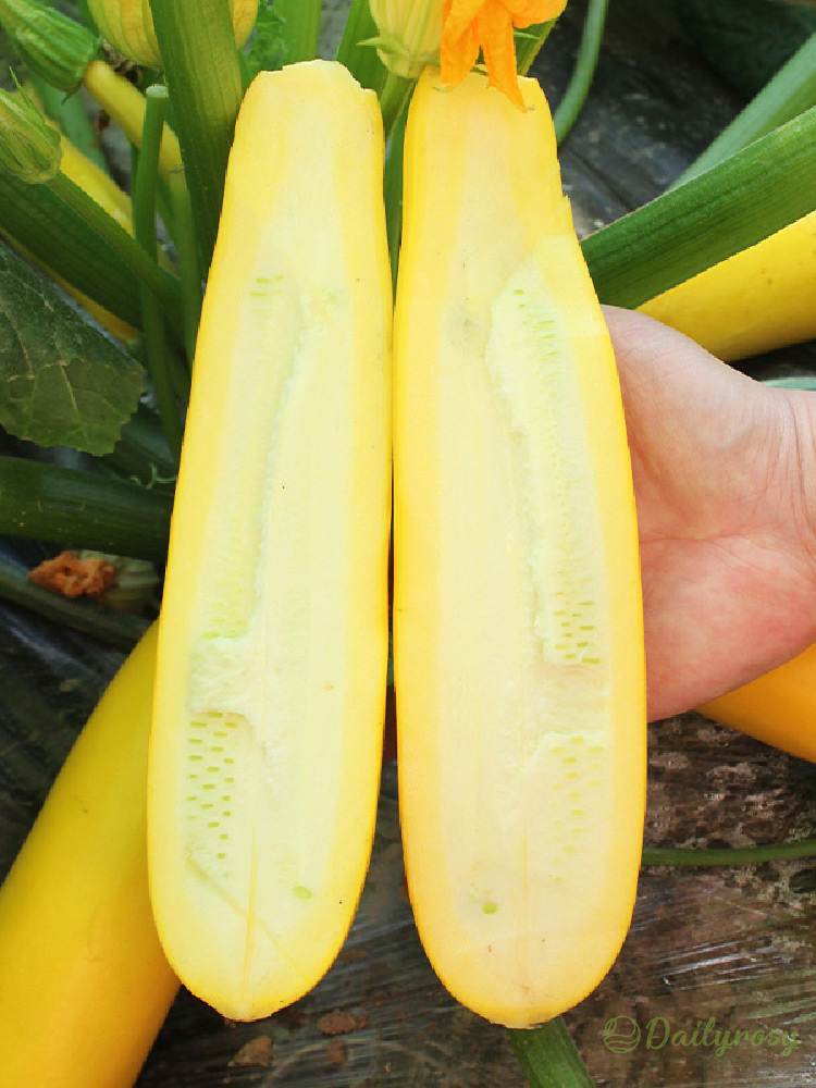 Banánová cuketa – zlatá cuketa 🌿 Snadné celoroční pěstování