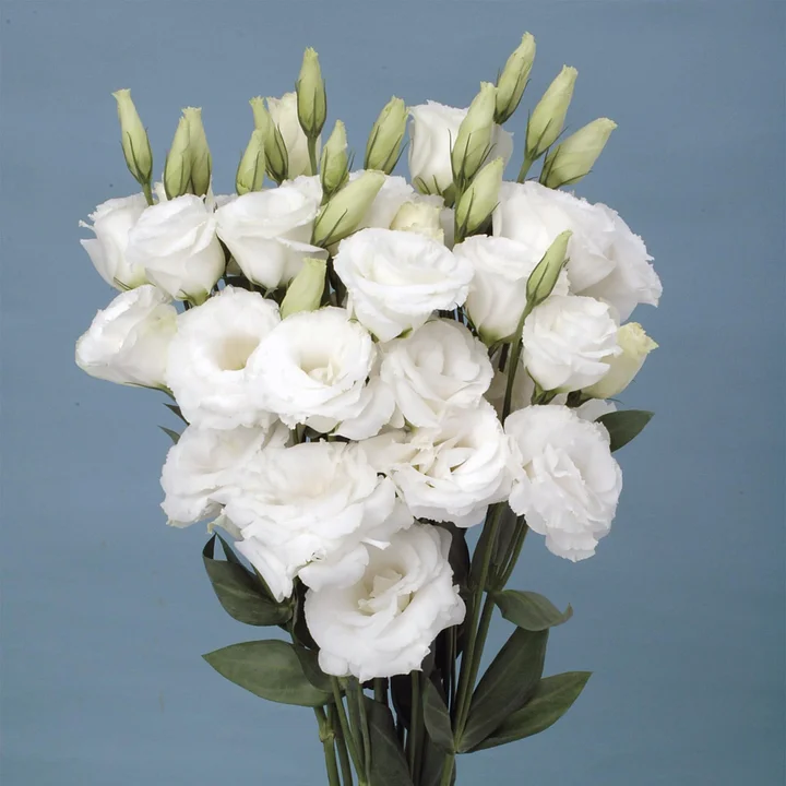 💐Lisianthus - A Sincere and Immutable Love