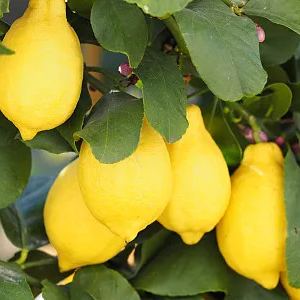 Perfume Lemon Seeds 🍋 High Germination Rate - Year Round Blooms and Fruits