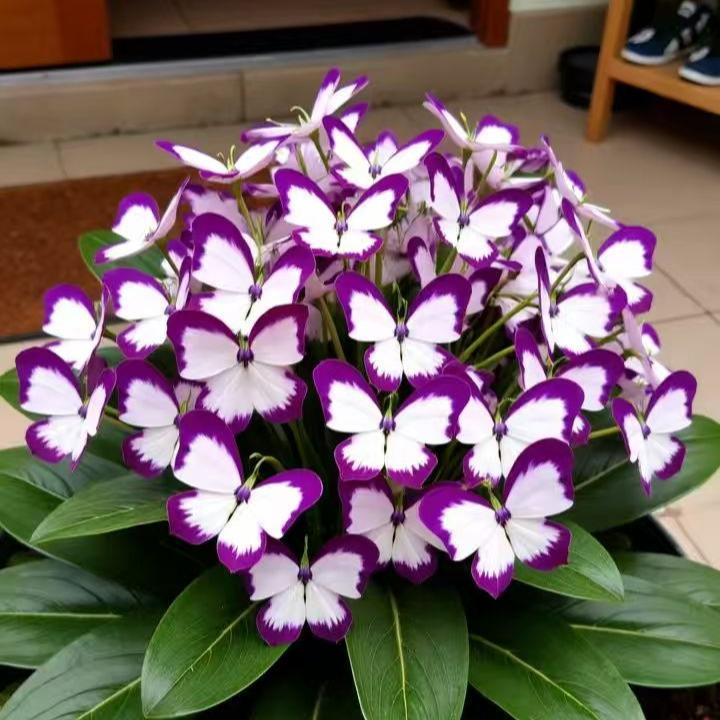 🌱Семена от пеперуден храст, красиво многогодишно растение за лесно градинарство на открито🌿