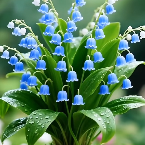 💐Vzácne farebné semienka konvalinky – okrasná rastlina, ľahké pestovanie, mrazuvzdorná, vhodná pre začiatočníkov🔥