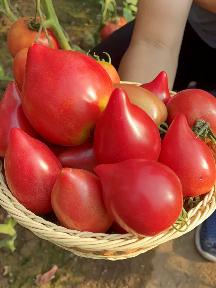 🍅Semená paradajok s mangovým medom——Vysoký výnos, nenáročné pestovanie, ideálne na vyplnenie balkóna a záhrady.🌱