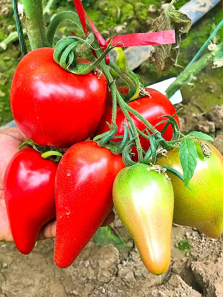 🍅Semená paradajok s mangovým medom——Vysoký výnos, nenáročné pestovanie, ideálne na vyplnenie balkóna a záhrady.🌱