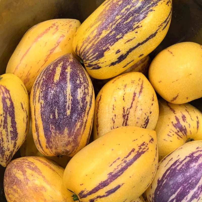 🌿✨Semená ženšenu: Objavte silu prírody vo vašej záhrade! 🔥