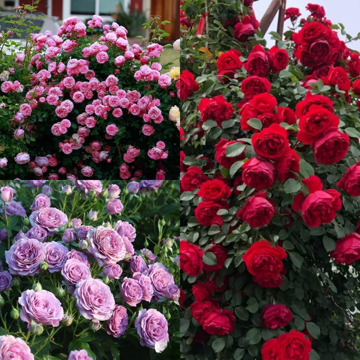 🌸 Semená vzácnej popínavej ruže Rosa Eden – ľahko pestovateľné, voňavé, trváce kvety