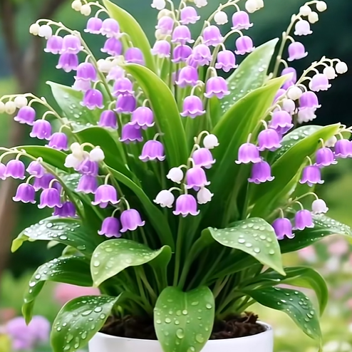 💐Vzácne farebné semienka konvalinky – okrasná rastlina, ľahké pestovanie, mrazuvzdorná, vhodná pre začiatočníkov🔥