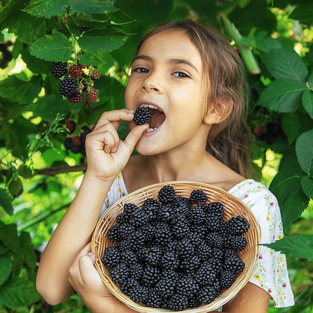🔥Semená sladkej obrovskej černice——Vytvorte si bobuľový raj vo vlastnej záhrade 😋