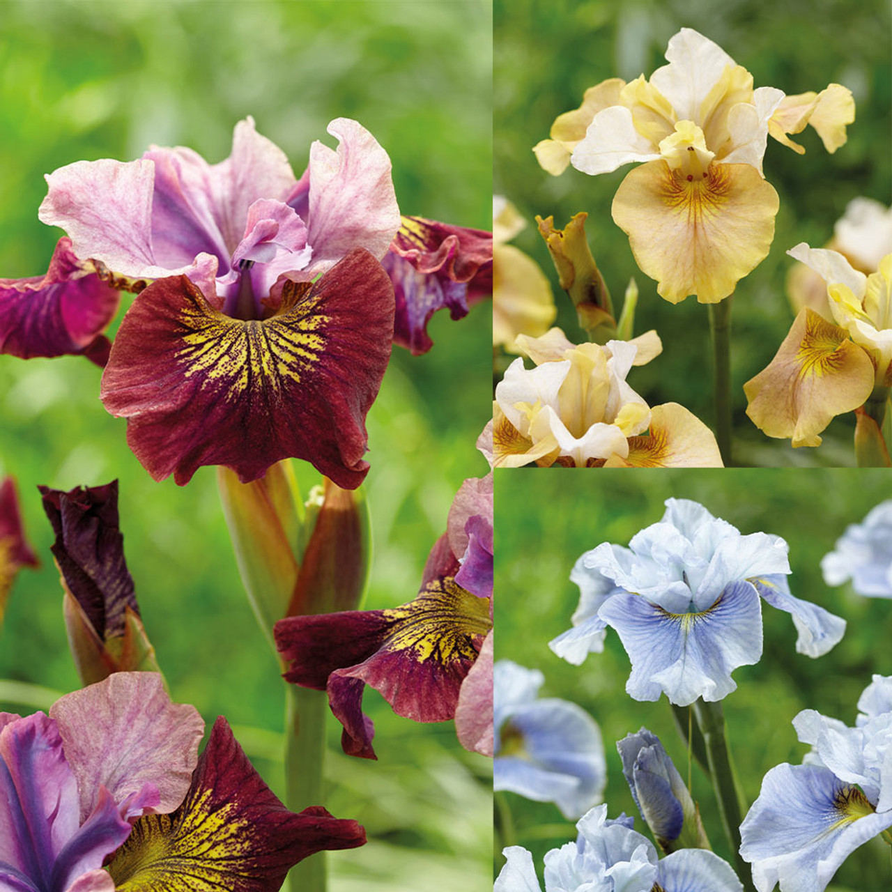 西伯利亚鸢尾&lsquo;稀有收藏&rsquo;