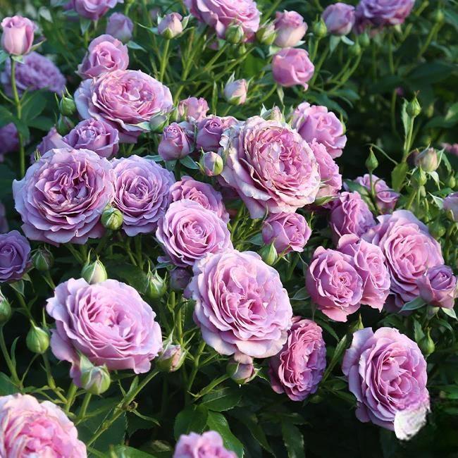 🌸 Semená vzácnej popínavej ruže Rosa Eden – ľahko pestovateľné, voňavé, trváce kvety