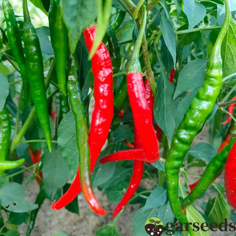 Krásne semienka čili papričiek 🌶️ - Pestujte si vysoko výnosnú, čerstvú zeleninu vo vlastnej balkónovej záhrade🌿