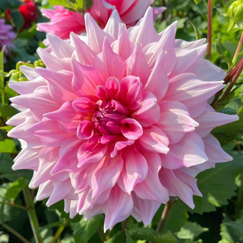 🌸Vzácné dvojité jiřiny – výrazné květy, které běžné zahrady nikdy nemají