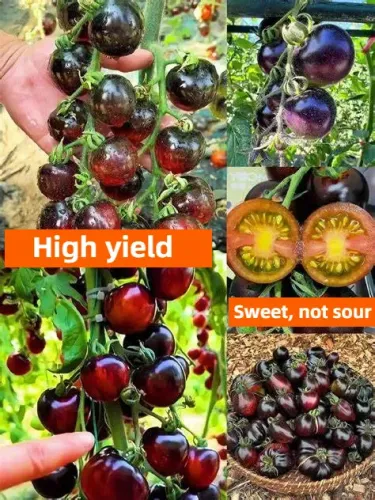 🍅 Черен домат — студоустойчив и високодобивен  ❄️