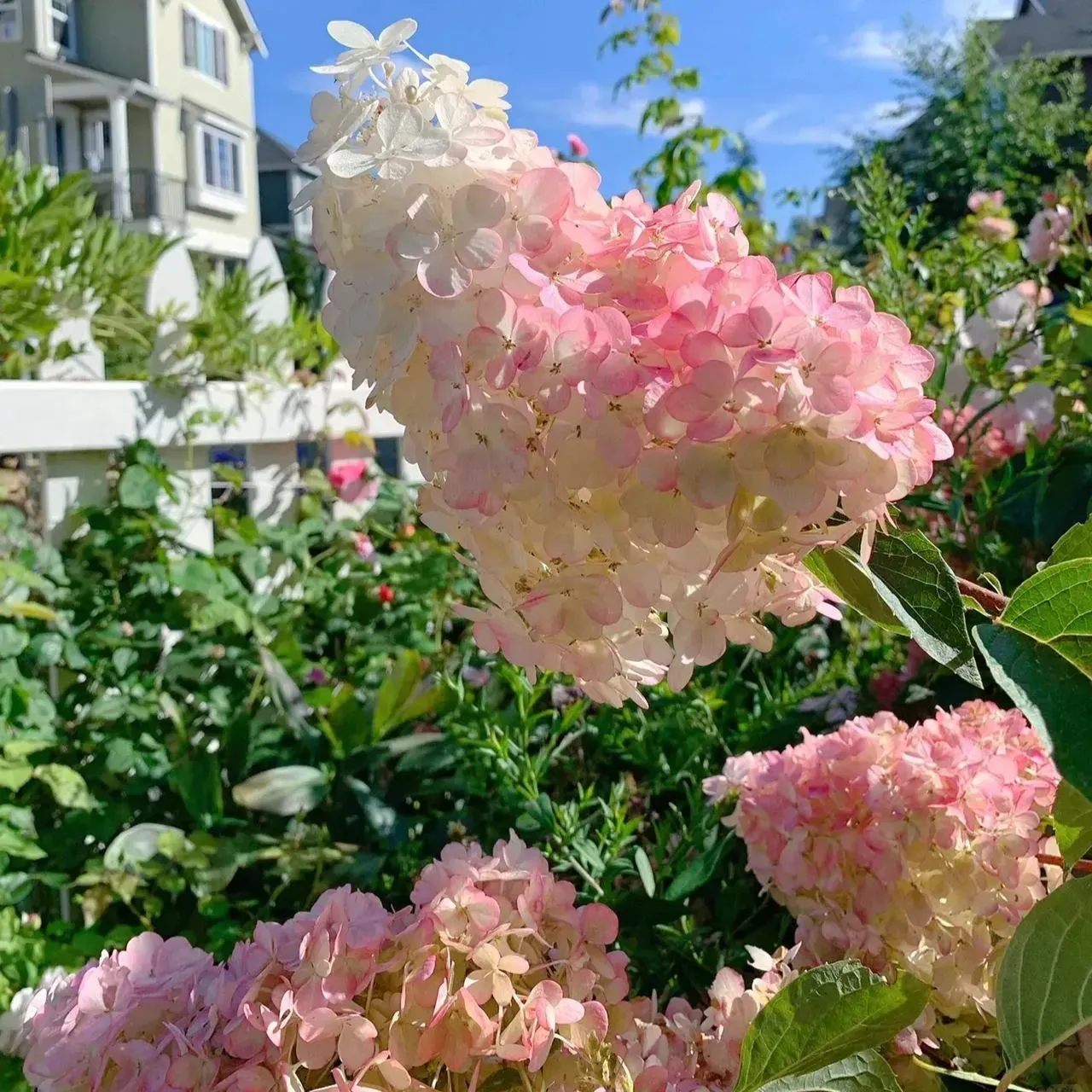 🌸 Хортензии, които почти се грижат сами за себе си  Семена, подходящи дори за начинаещи – просто засадете и се наслаждавайте на резултатите 😍🌿